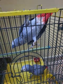Grey