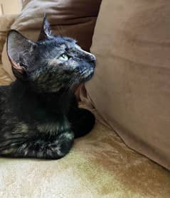 Tortoiseshell Cat