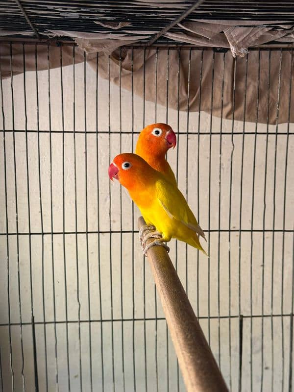 lutino parsnata love birds pair 0