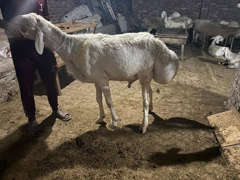 dumba chatra bakra for qurbani 1