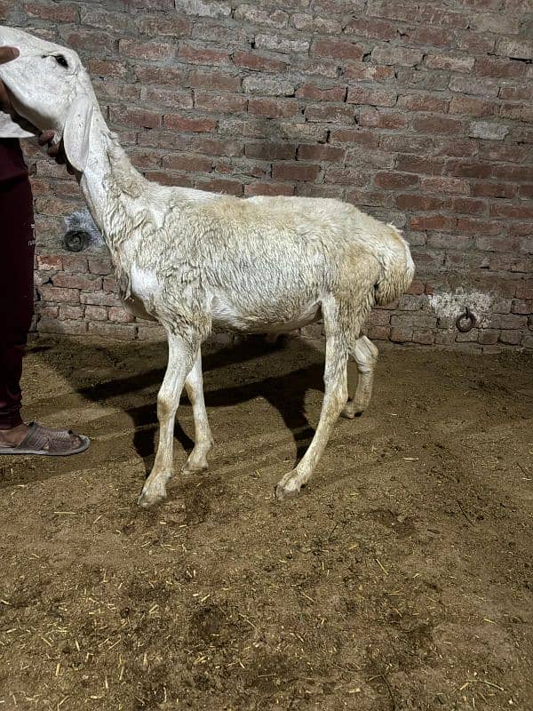 dumba chatra bakra for qurbani 2