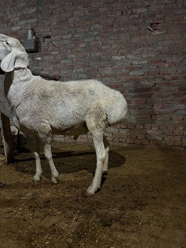 dumba chatra bakra for qurbani 3