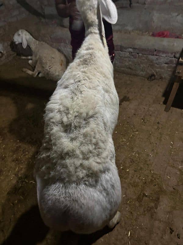 dumba chatra bakra for qurbani 4