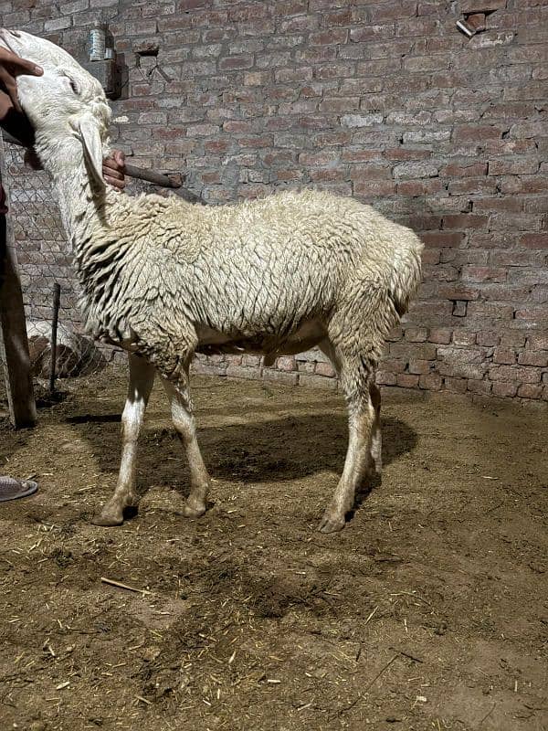 dumba chatra bakra for qurbani 6