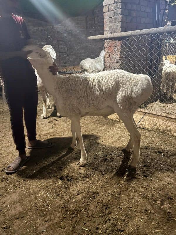 dumba chatra bakra for qurbani 7