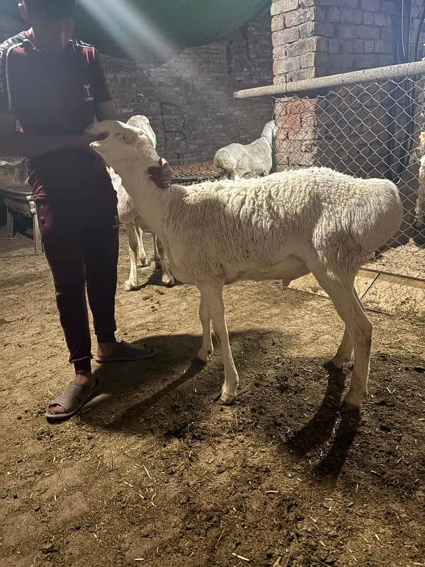 dumba chatra bakra for qurbani 8