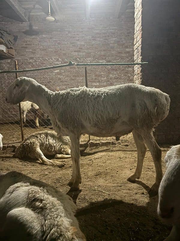 dumba chatra bakra for qurbani 9
