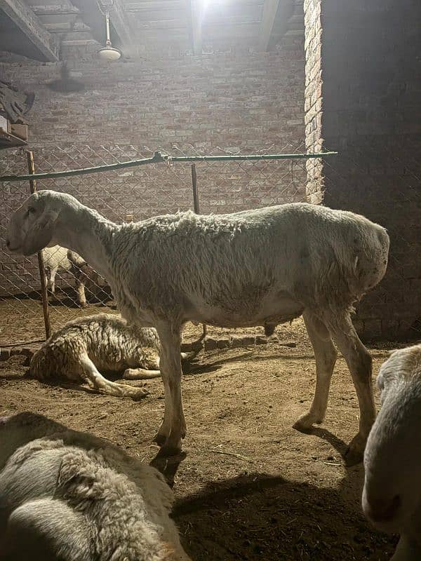 dumba chatra bakra for qurbani 10