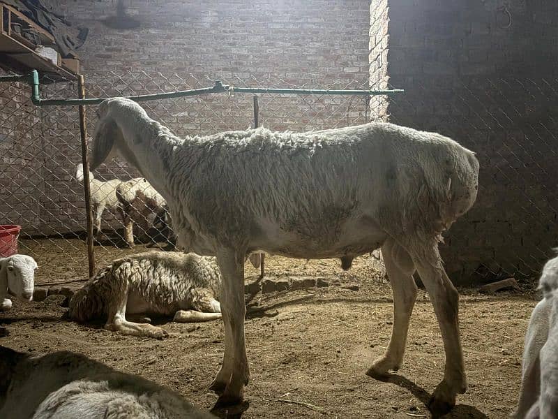 dumba chatra bakra for qurbani 11
