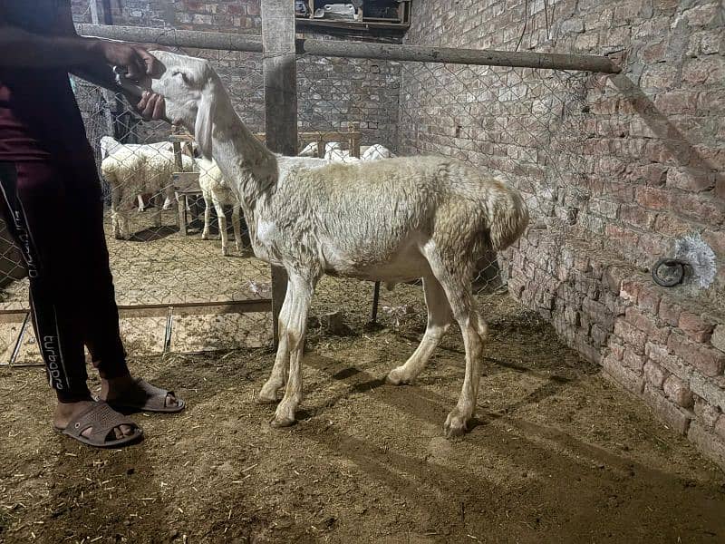 dumba chatra bakra for qurbani 12