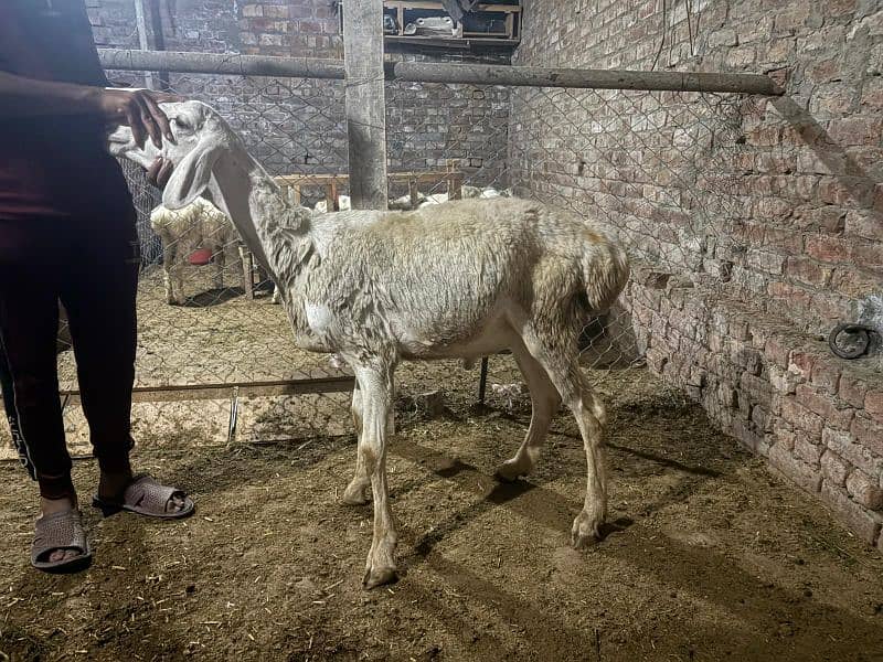 dumba chatra bakra for qurbani 13