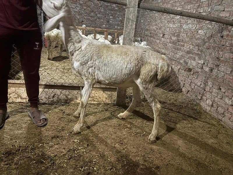 dumba chatra bakra for qurbani 14