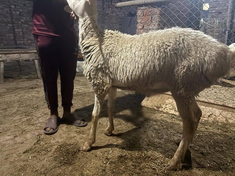 dumba chatra bakra for qurbani 16