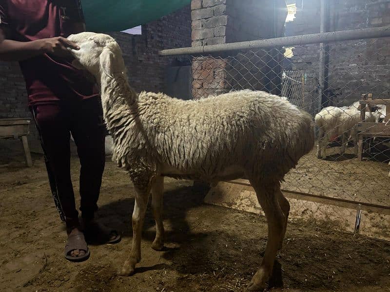 dumba chatra bakra for qurbani 17