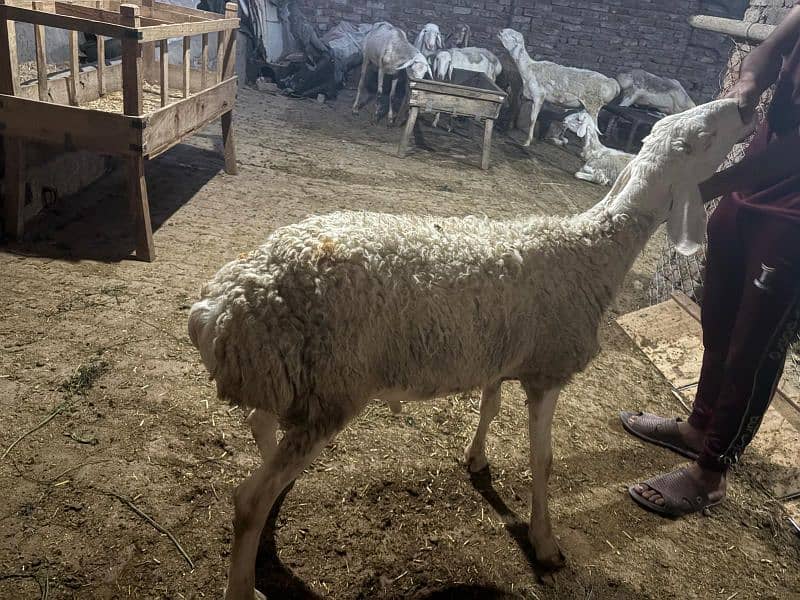 dumba chatra bakra for qurbani 18