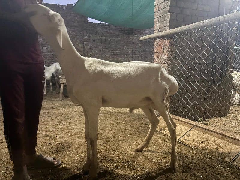 dumba chatra bakra for qurbani 19