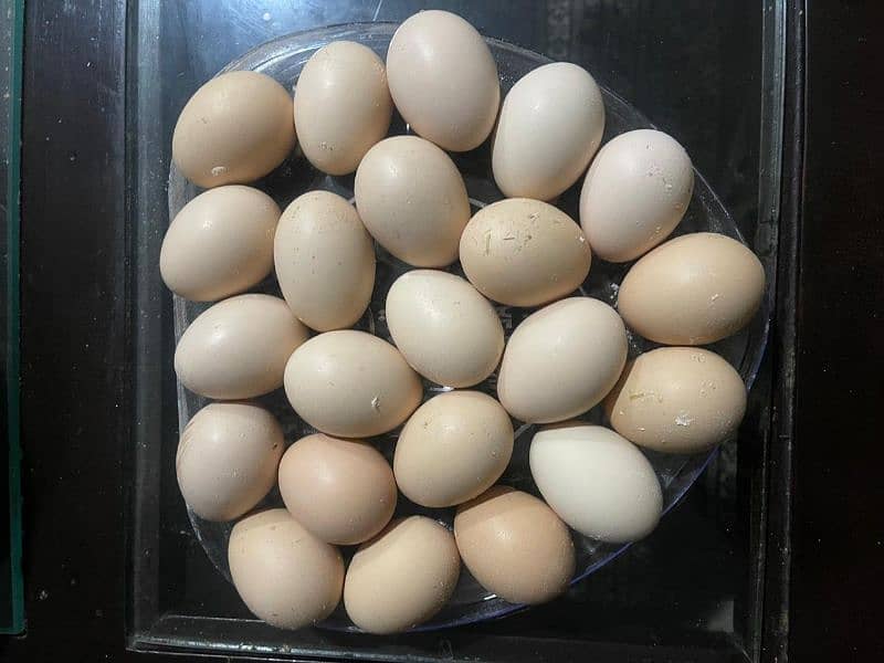 frash fertile eggs 0