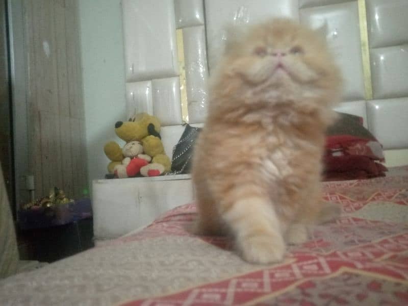 Pure Persian Huge High Show Quality Good Punch Kitten/Cat 0