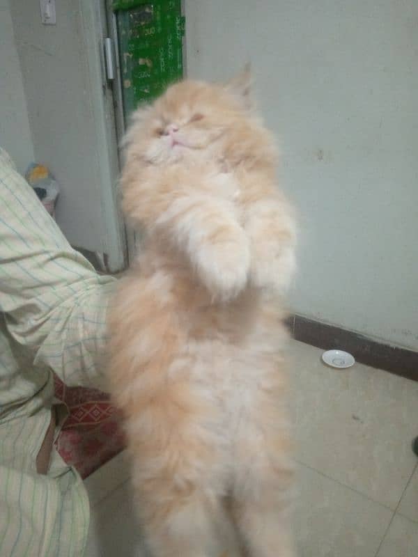 Pure Persian Huge High Show Quality Good Punch Kitten/Cat 1
