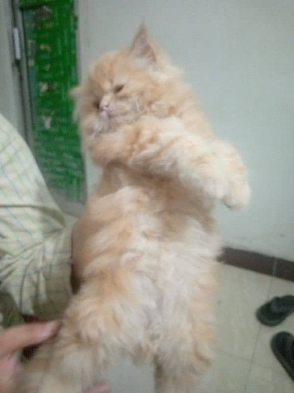 Pure Persian Huge High Show Quality Good Punch Kitten/Cat 4