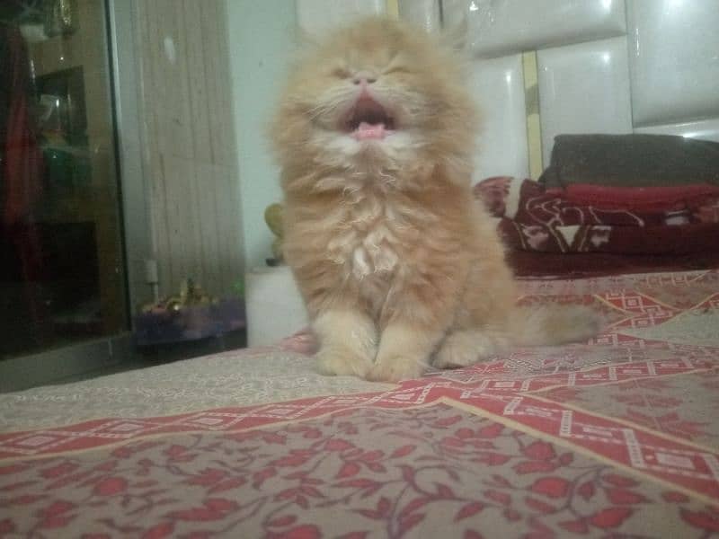 Pure Persian Huge High Show Quality Good Punch Kitten/Cat 5