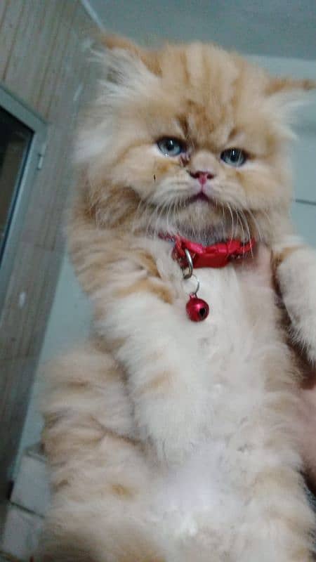 Pure Persian Huge High Show Quality Good Punch Kitten/Cat 6