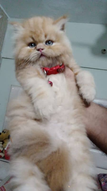 Pure Persian Huge High Show Quality Good Punch Kitten/Cat 7
