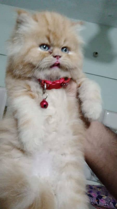 Pure Persian Huge High Show Quality Good Punch Kitten/Cat 8