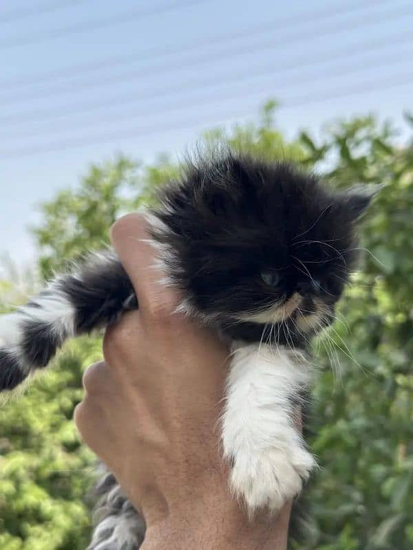 Piki face kittens 8
