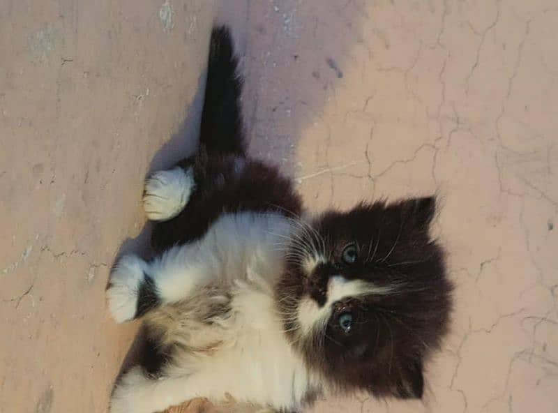 Piki face kittens 10