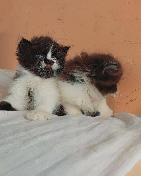 Piki face kittens 11
