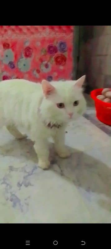 parsion cat boy 0