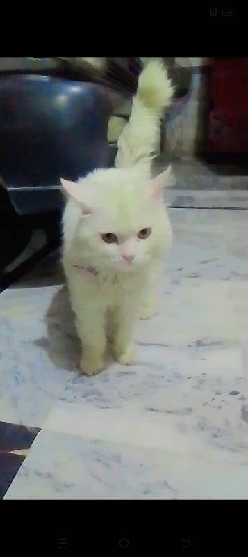 parsion cat boy 1