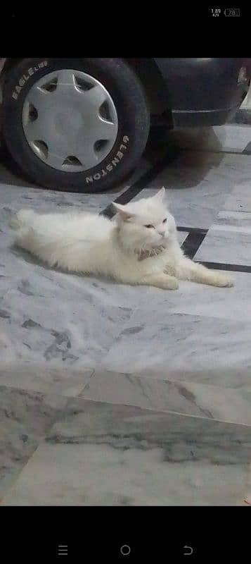 parsion cat boy 3