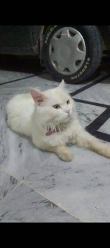 parsion cat boy 4