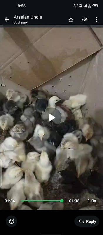 Chicks for sale Brama . white buff. ko shamo 1