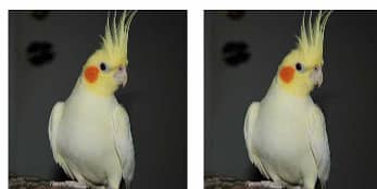 Cocky
