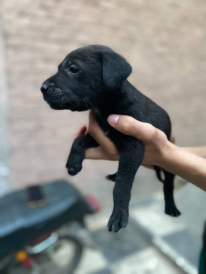 Pure British Labrador pups 0