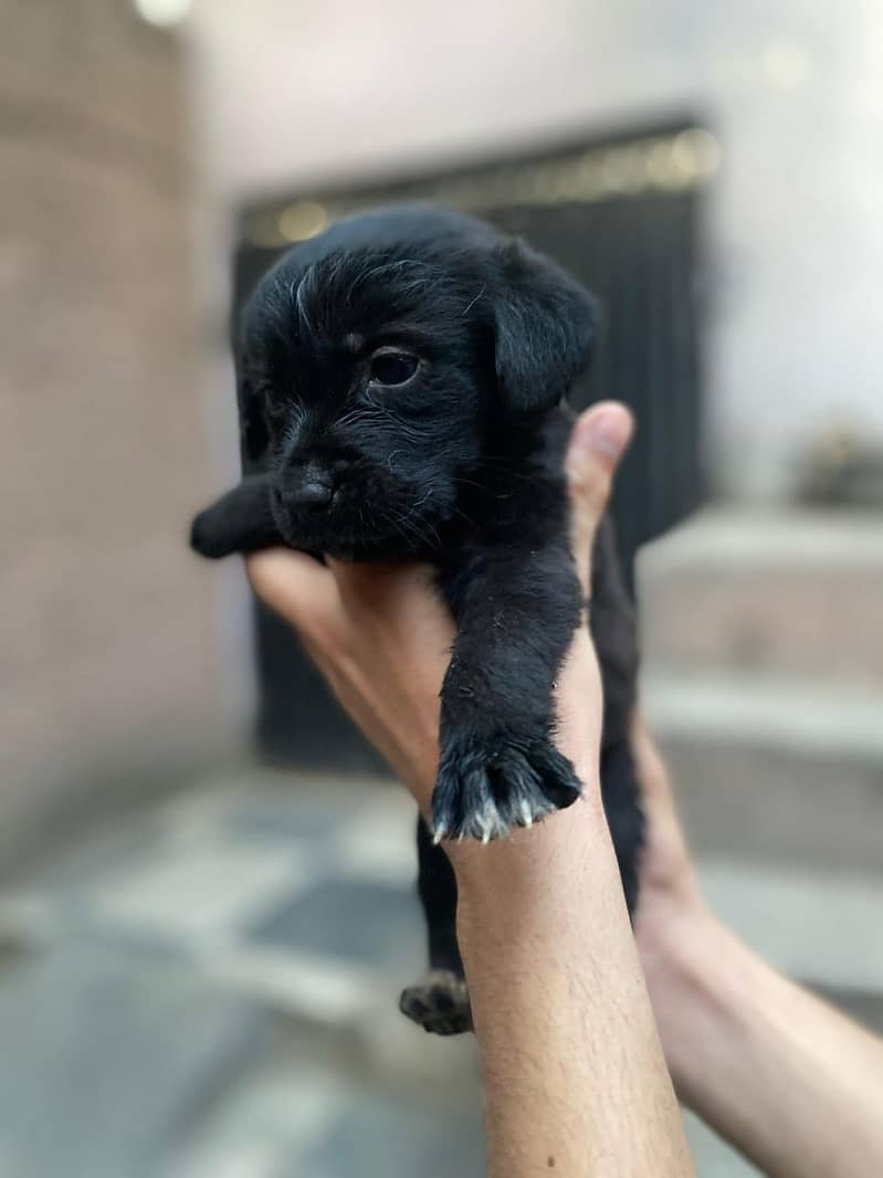 Pure British Labrador pups 1
