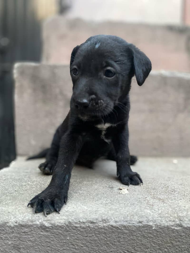 Pure British Labrador pups 2