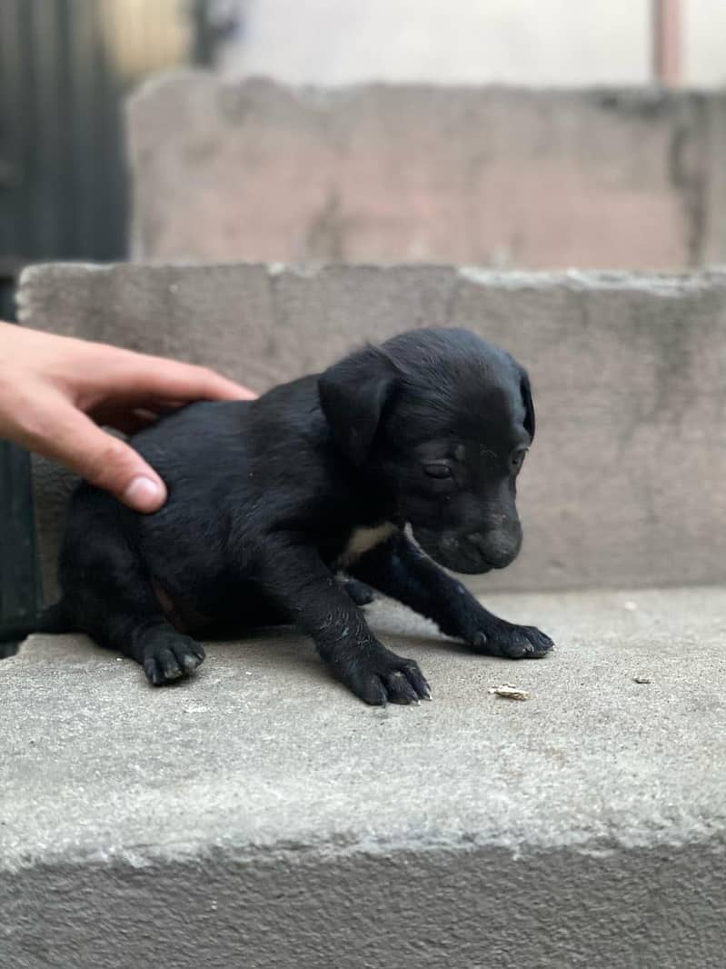 Pure British Labrador pups 3