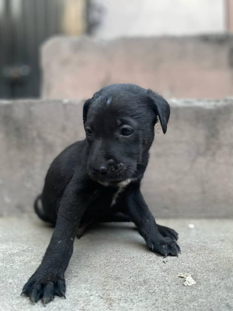 Pure British Labrador pups 4