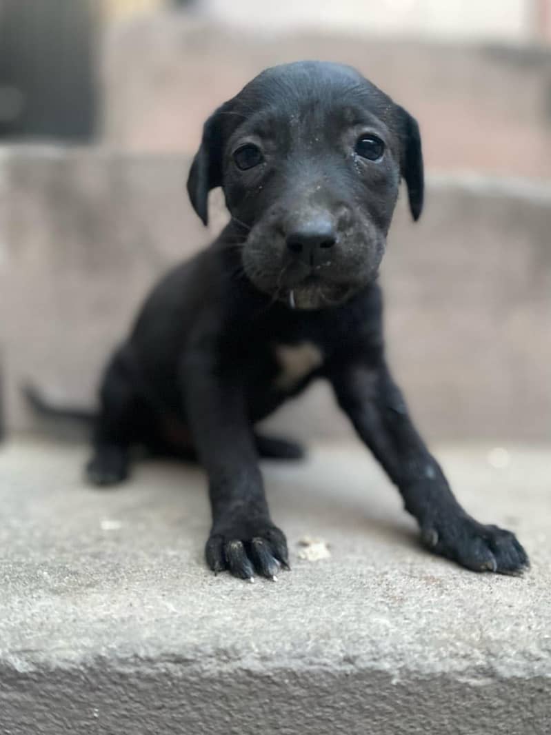 Pure British Labrador pups 5
