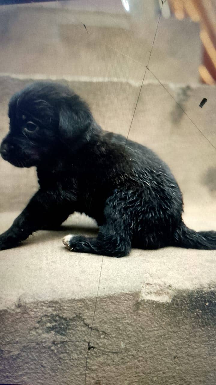 Pure British Labrador pups 6