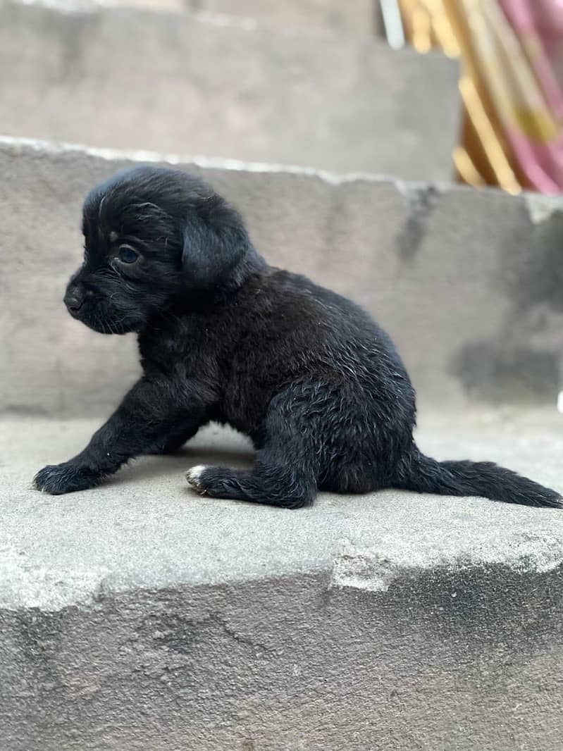 Pure British Labrador pups 8