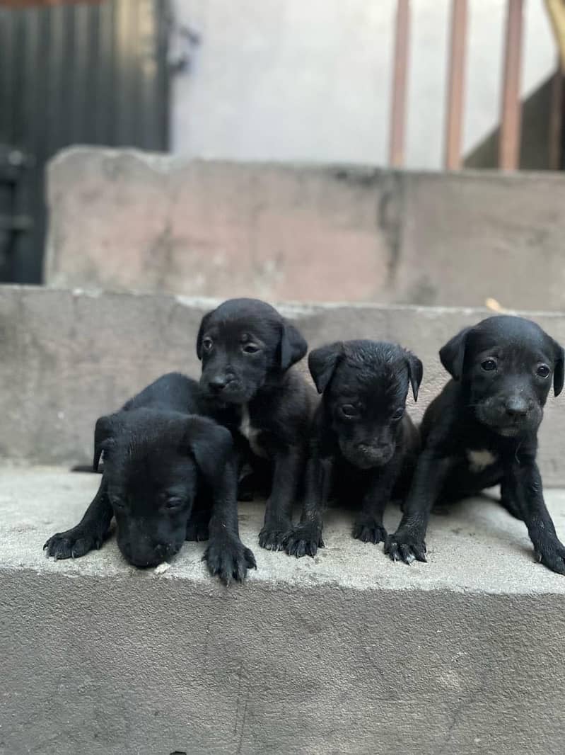 Pure British Labrador pups 9