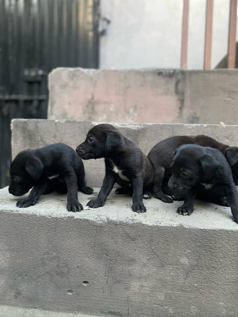 Pure British Labrador pups 10