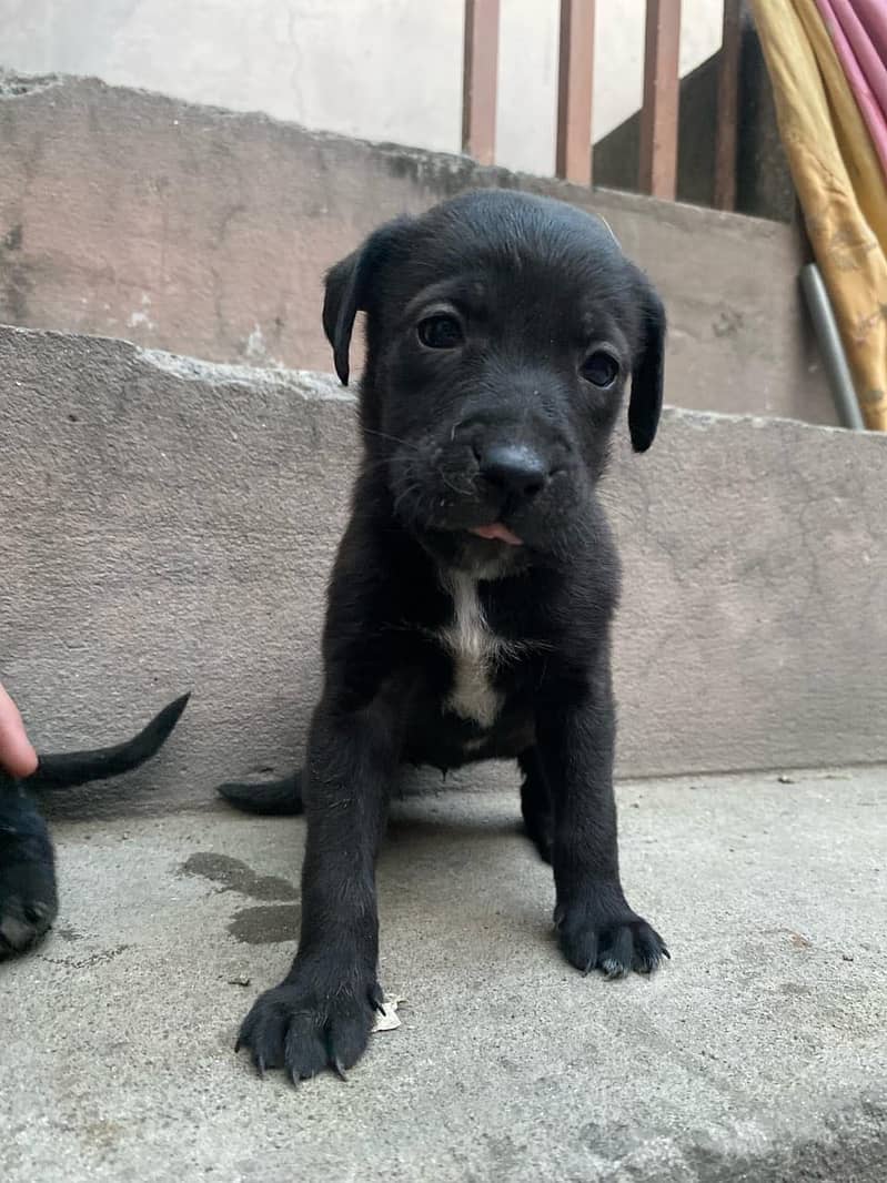 Pure British Labrador pups 11