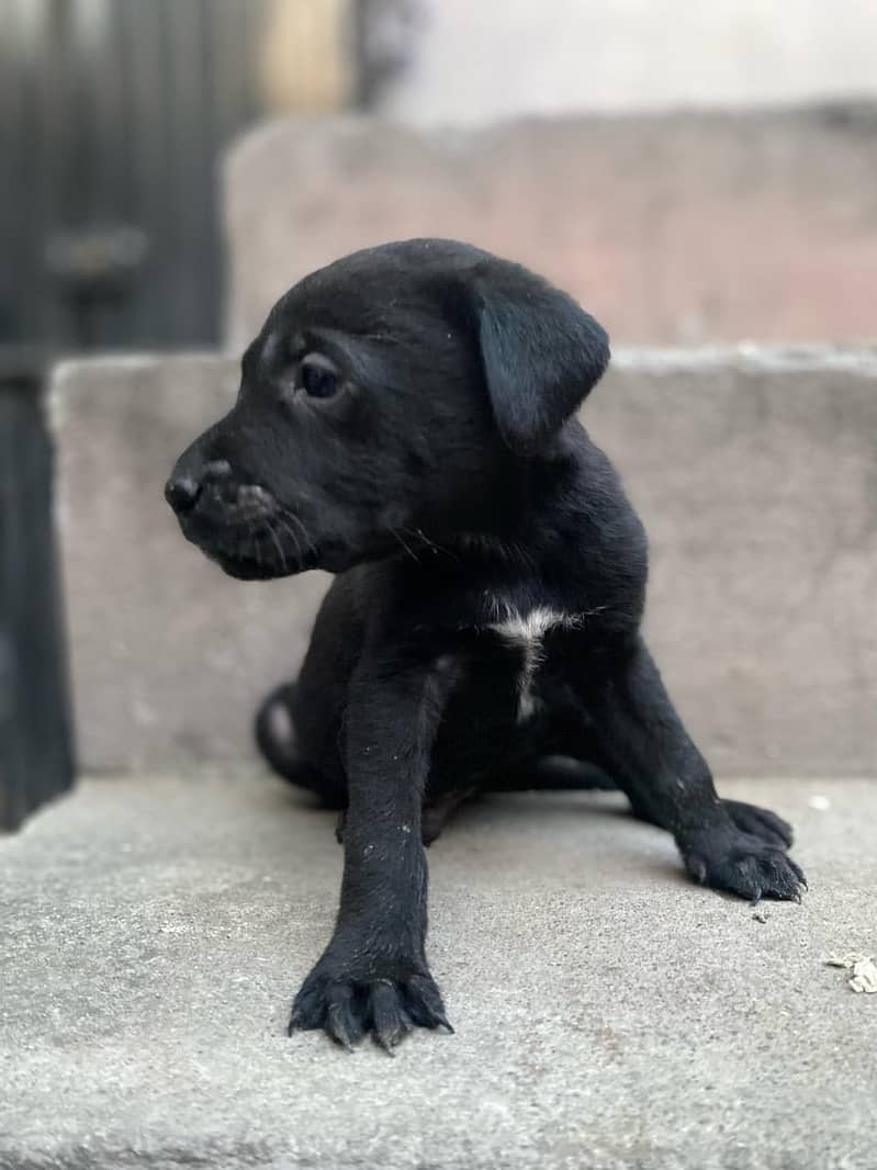 Pure British Labrador pups 12