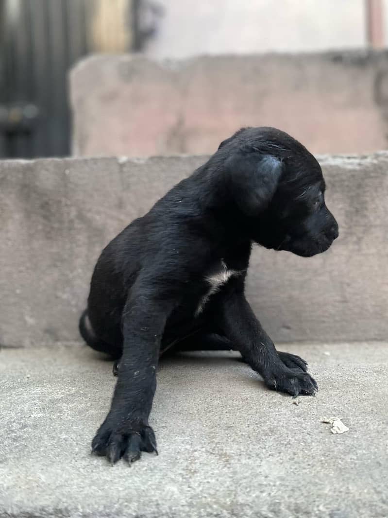 Pure British Labrador pups 13